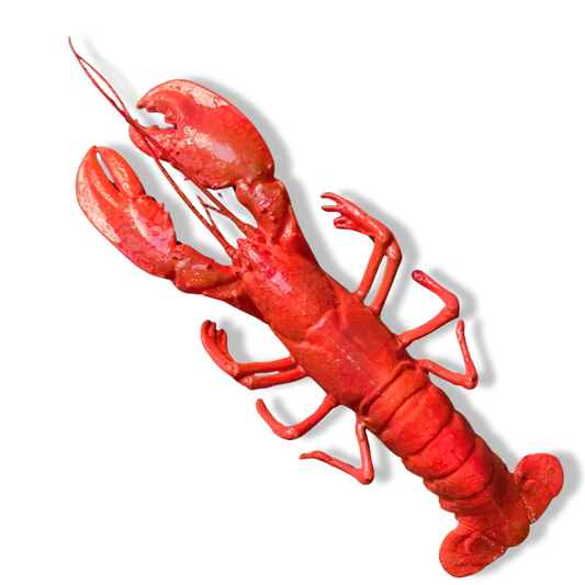 Kreeft decoratie fel koraal