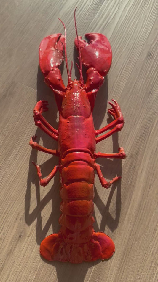 Kreeft decoratie fel koraal