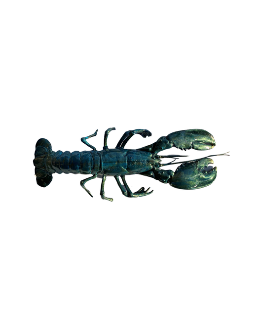 Kreeft decoratie blauw-goud