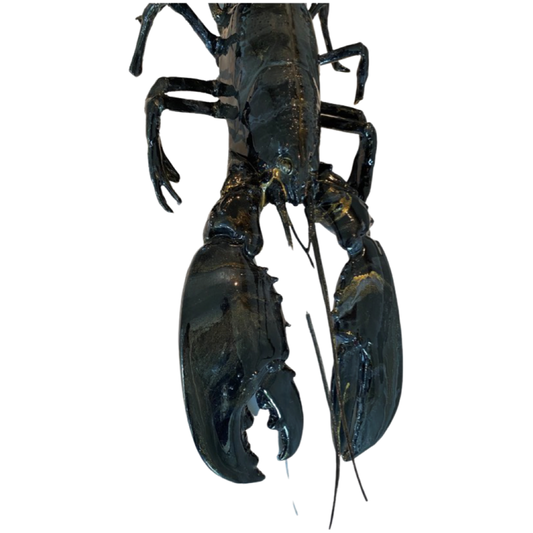 Kreeft decoratie zwart-goud